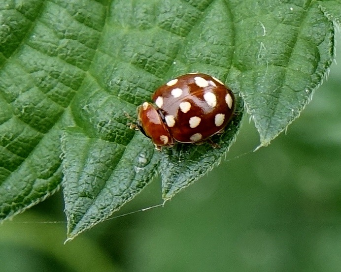 cream-spot ladybird